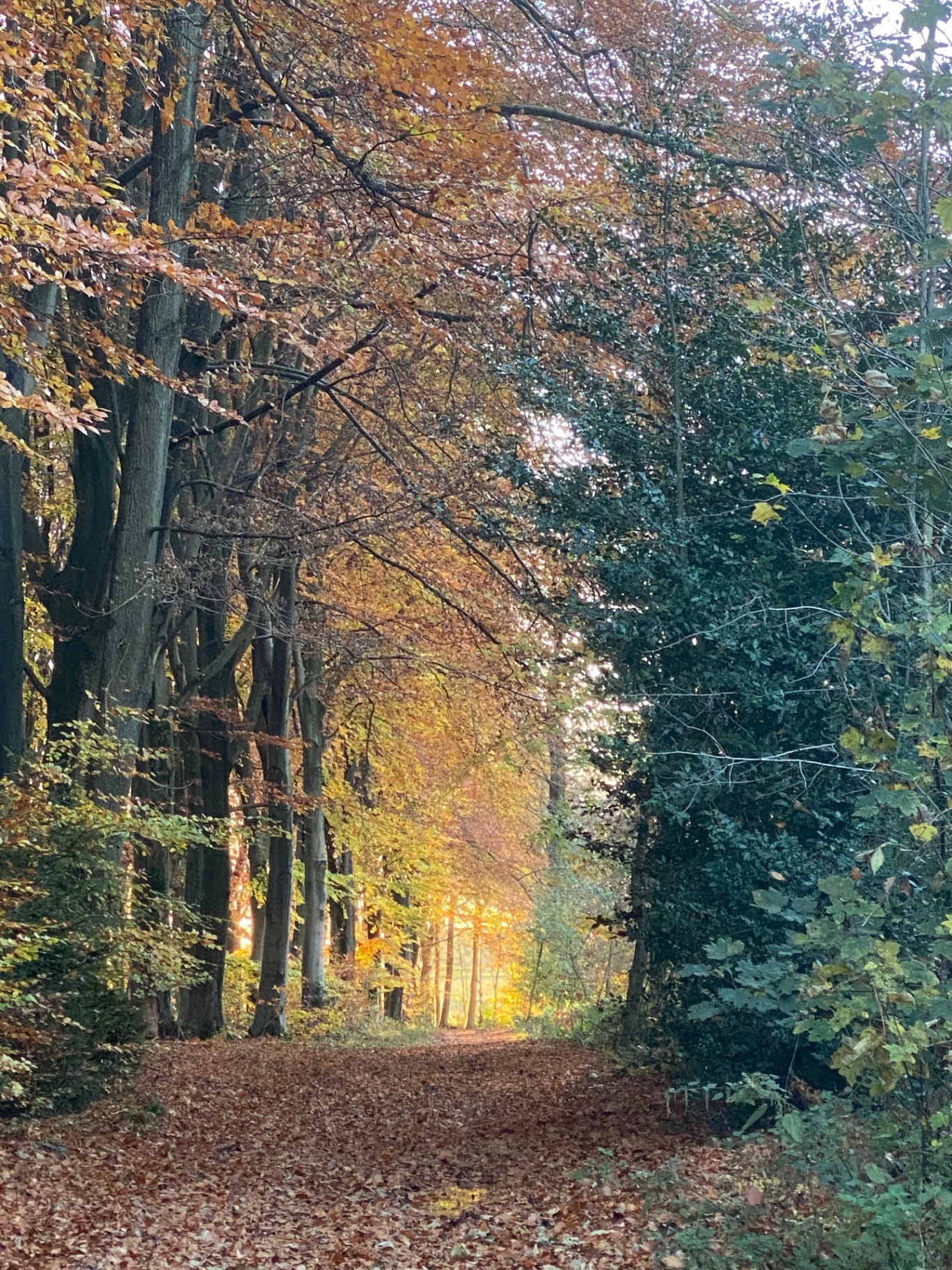 Autumn forest path with golden light in South Limburg